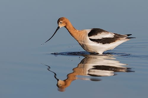 American Avocet Foraging Photography Print